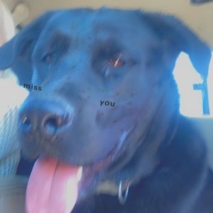 Meet your Posher, Jake